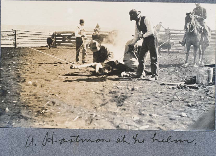 A. Hartman at helm A photo that shows Alonzo Hartman, on the ground, branding cattle. Several other cowboys and horses are in the photo.